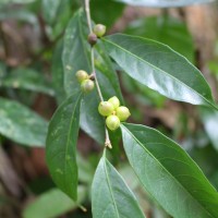 Aporosa lanceolata (Tul.) Thwaites